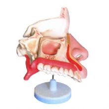益聯(lián)鼻腔解剖模型M2048 